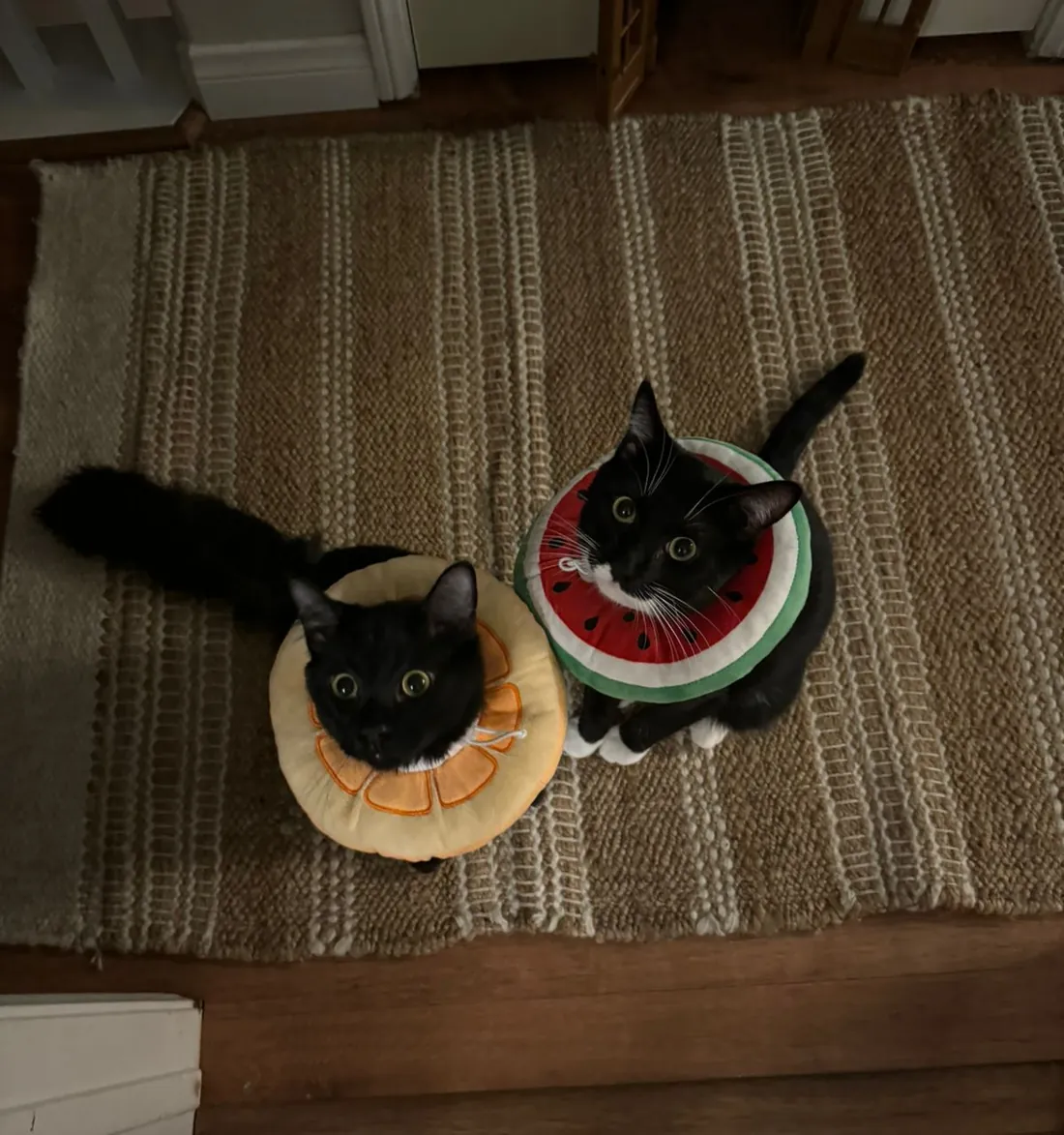 Two black cats wearing soft fruit-shaped recovery cones — orange and watermelon — after being spayed at the vet